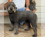 Small Photo #1 Labradoodle mix (+ Poodle Standard) Puppy For Sale in MOKELUMNE HILL, CA, USA
