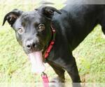 Small Labrador Retriever