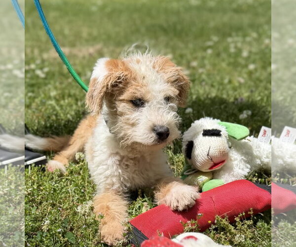 Medium Photo #4 Mutt Puppy For Sale in Yardley, PA, USA