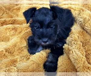 Schnauzer (Miniature) Puppy for sale in LANE, OK, USA