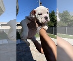 Small Photo #6 English Bulldog Puppy For Sale in OCOEE, FL, USA