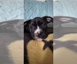 Bullboxer Pit Dogs for adoption in Evansville, IN, USA