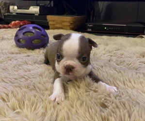 Boston Terrier Puppy for sale in FREDONIA, KS, USA