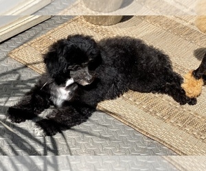 Mother of the F2 Aussiedoodle puppies born on 05/04/2022