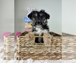 Small #1 YorkiePoo