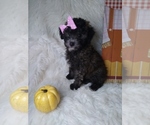 Small Photo #10 Poodle (Miniature) Puppy For Sale in INDIANAPOLIS, IN, USA