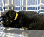 Small #7 German Shepherd Dog