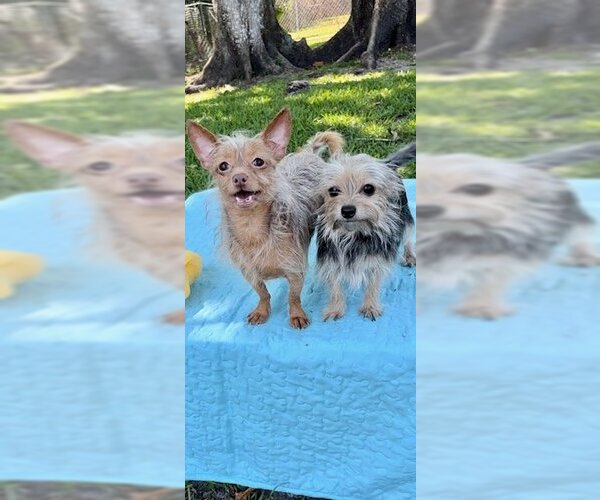 Medium Photo #1 Mutt Puppy For Sale in Weston, FL, USA
