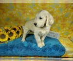 Small Photo #58 English Cream Golden Retriever Puppy For Sale in PEYTON, CO, USA