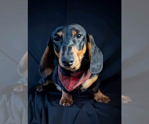 Dachshund Puppy for sale in CANAL FULTON, OH, USA