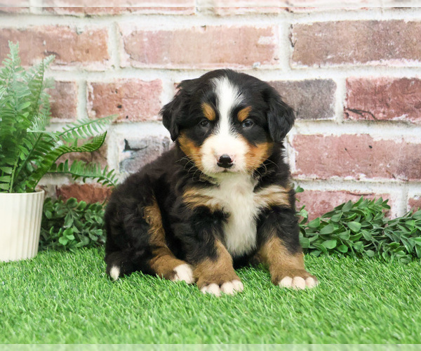 Medium Photo #8 Bernese Mountain Dog Puppy For Sale in SYRACUSE, IN, USA