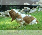 Small Photo #5 Basset Hound Puppy For Sale in LANEXA, VA, USA