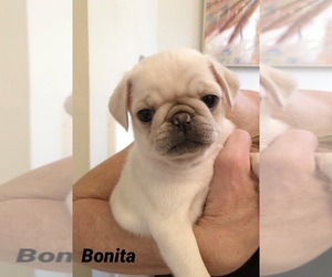 Pug Puppy for sale in MOUNT PLEASANT, SC, USA
