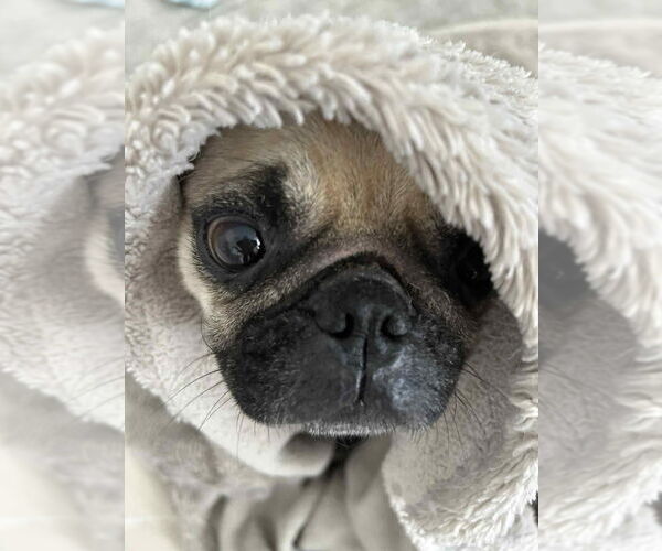 Medium Photo #3 Pug Puppy For Sale in Brights Grove, Ontario, Canada