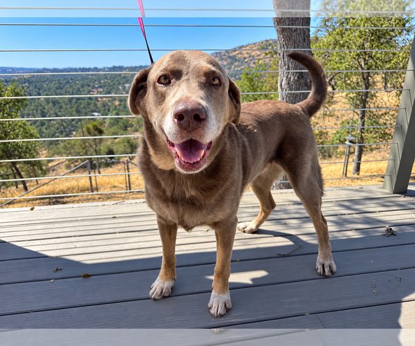 Medium Photo #4 Labrador Retriever Puppy For Sale in Clovis, CA, USA