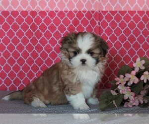 Shih Tzu Puppy for sale in FREDERICKSBURG, OH, USA