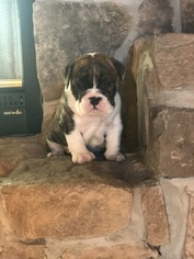 English Bulldog Puppy for sale in HILLSBOROUGH, NJ, USA