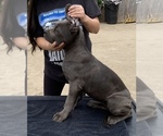 Small Photo #17 Cane Corso Puppy For Sale in ONTARIO, CA, USA