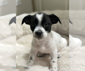 Chihuahua-Unknown Mix Dogs for adoption in St. Louis Park, MN, USA