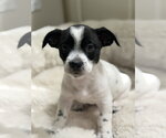 Small Chihuahua Mix