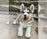 Small Photo #4 Siberian Husky Puppy For Sale in ATL, GA, USA