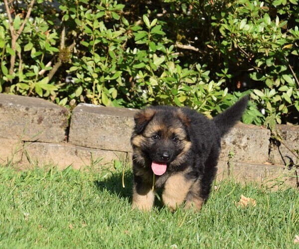 Medium Photo #20 German Shepherd Dog Puppy For Sale in FOREST GROVE, OR, USA