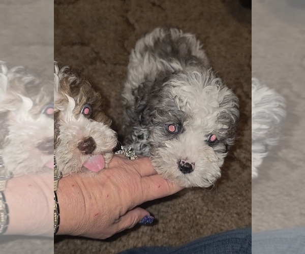Medium Photo #1 Poodle (Toy) Puppy For Sale in DYERSBURG, TN, USA