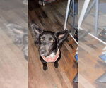 Small #1 Border Collie Mix