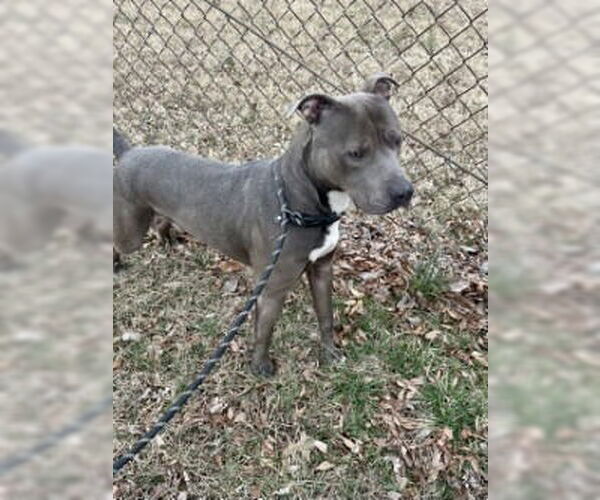 Medium Photo #1 Mutt Puppy For Sale in Glen Allen, VA, USA