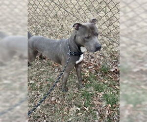 Mutt Dogs for adoption in Glen Allen, VA, USA