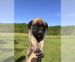 Puppy Millie Mastiff