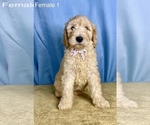 Small Photo #7 Goldendoodle Puppy For Sale in OCALA, FL, USA