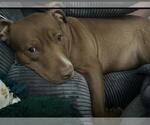 Small American Pit Bull Terrier Mix