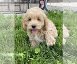 Small #2 Cockapoo