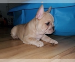 Small Photo #8 French Bulldog Puppy For Sale in PIONEER, CA, USA