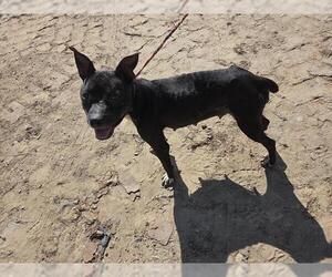 American Staffordshire Terrier-Unknown Mix Dogs for adoption in Houston, TX, USA