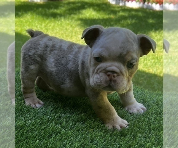 Medium Photo #15 Bulldog Puppy For Sale in STOCKBRIDGE, GA, USA