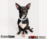 Small #3 Australian Kelpie-Basset Hound Mix