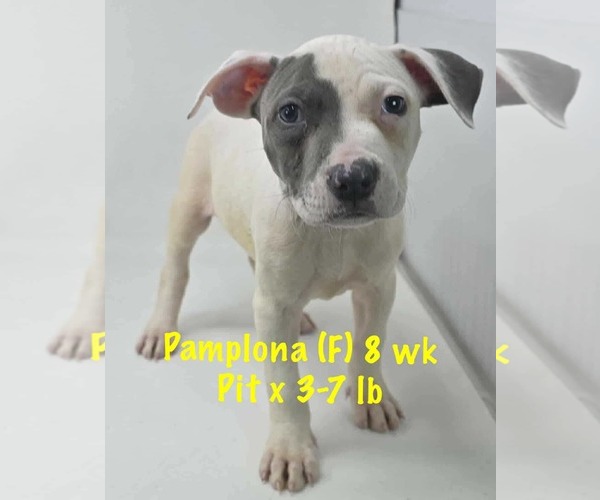 Medium Photo #5 Staffordshire Bull Terrier-Unknown Mix Puppy For Sale in pomfret, CT, USA