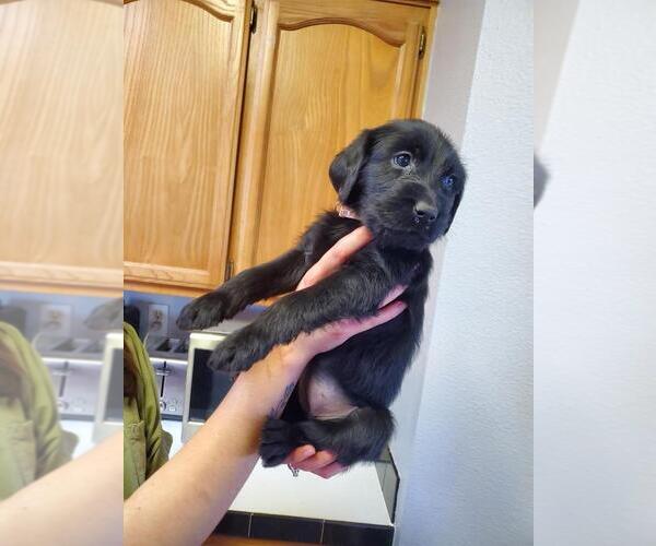 Medium Photo #7 Labradoodle-Labrador Retriever Mix Puppy For Sale in HERALD, CA, USA