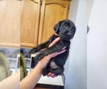 Small Photo #7 Labradoodle-Labrador Retriever Mix Puppy For Sale in HERALD, CA, USA