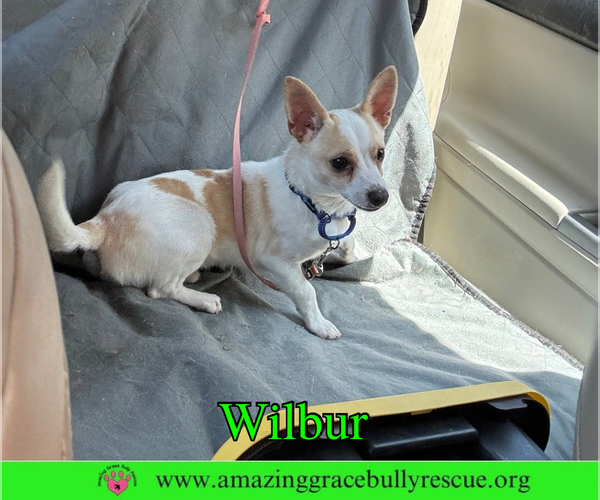 Medium Photo #1 Chihuahua-Unknown Mix Puppy For Sale in Milton, FL, USA