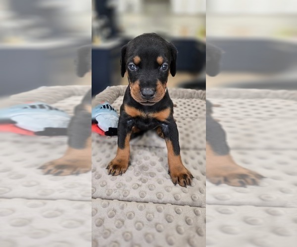 Medium Photo #33 Doberman Pinscher Puppy For Sale in WHEELING, IL, USA