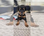 Small #1 Doberman Pinscher