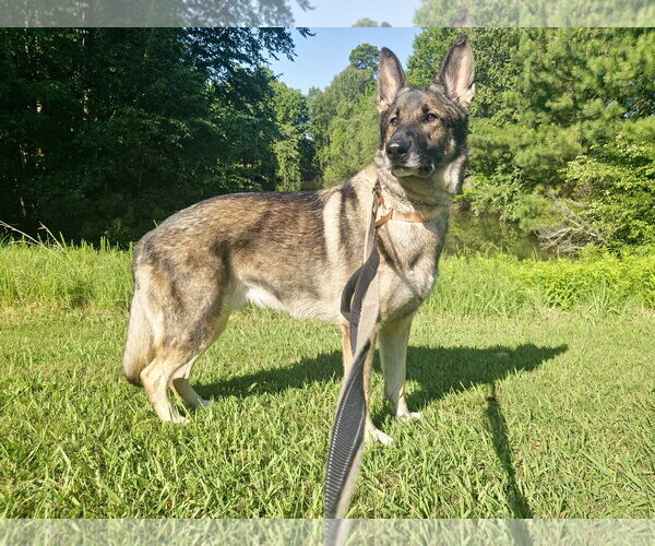 Medium Photo #7 German Shepherd Dog Puppy For Sale in Centreville, VA, USA