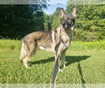 Small #6 German Shepherd Dog