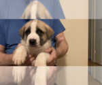 Small Photo #3 Labrador Retriever-Siberian Husky Mix Puppy For Sale in CHESAPEAK BCH, MD, USA