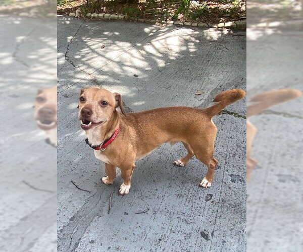 Medium Photo #2 Dachshund Puppy For Sale in Tampa, FL, USA