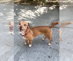 Small #1 Dachshund