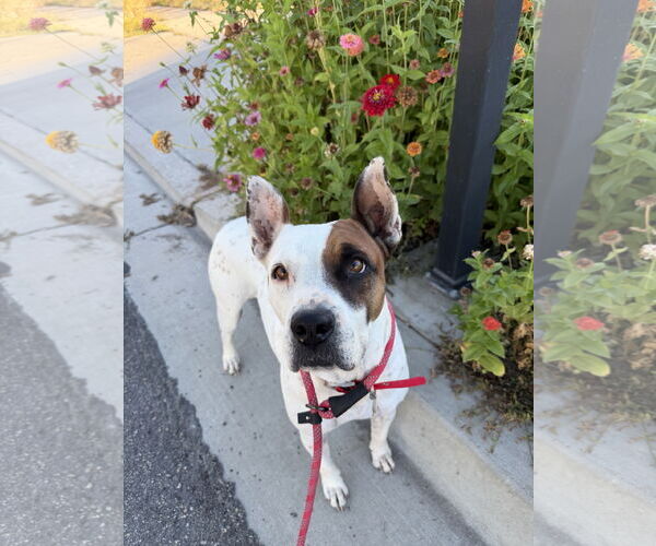 Medium Photo #8 American Pit Bull Terrier-Unknown Mix Puppy For Sale in Sandy, UT, USA